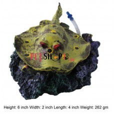 Red Eye Stingray Fish On Rock